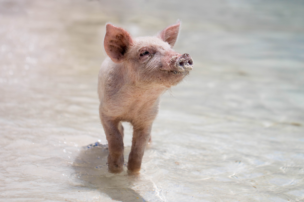 Pig walking on water